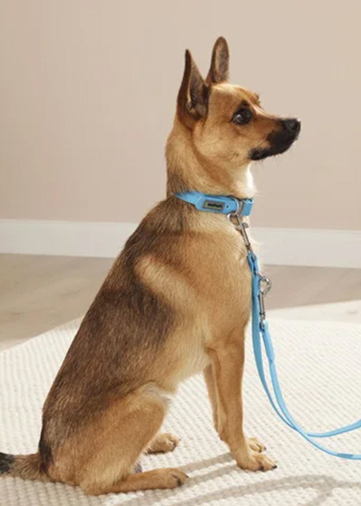 Image for Dog Collar And Leash