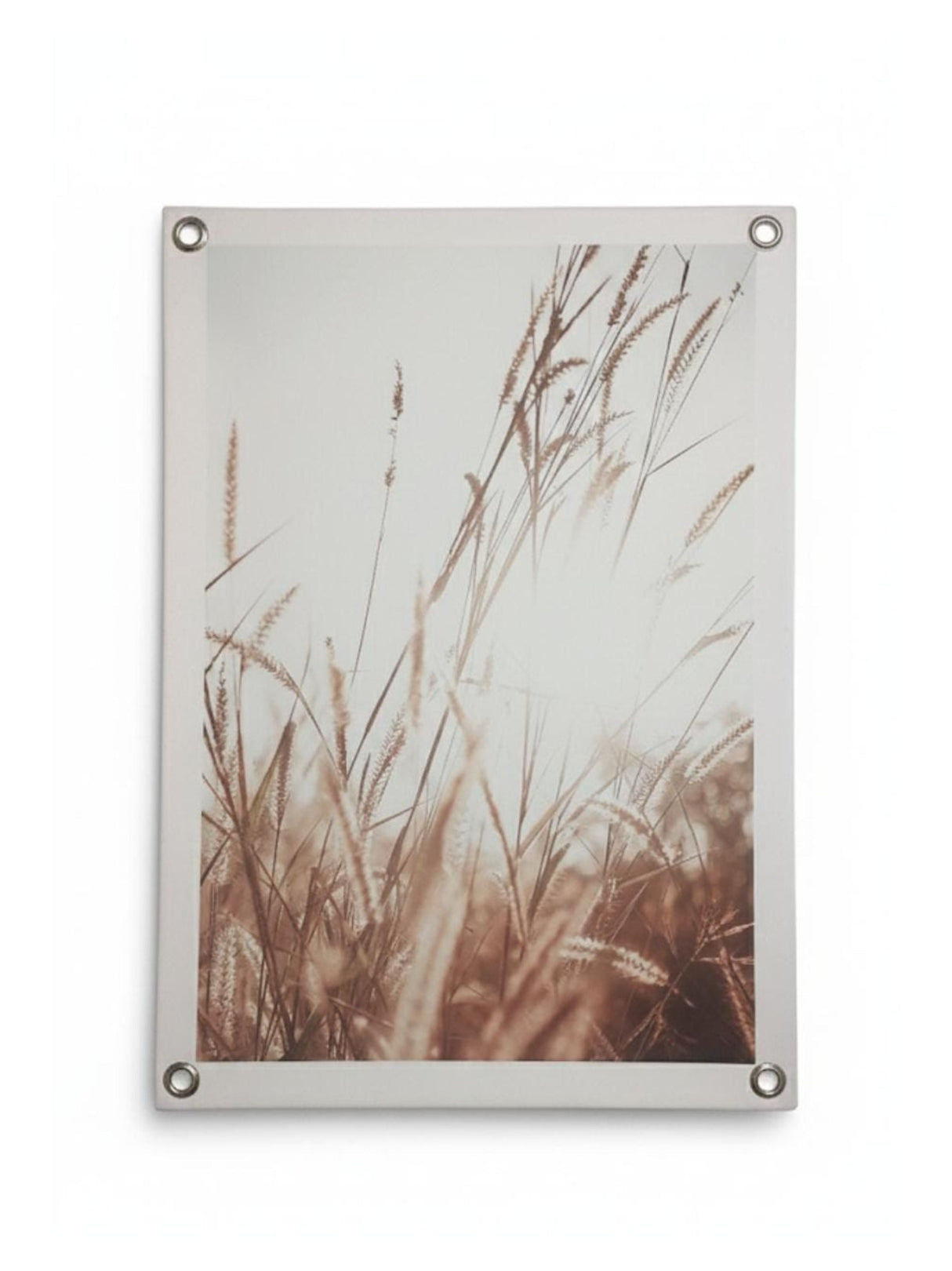 Image for Sunlight Grasses