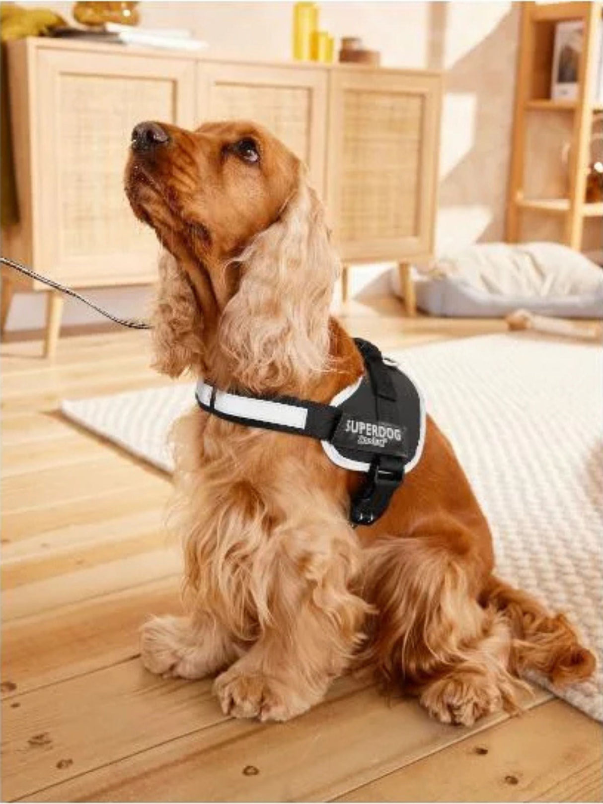 Dog Harness