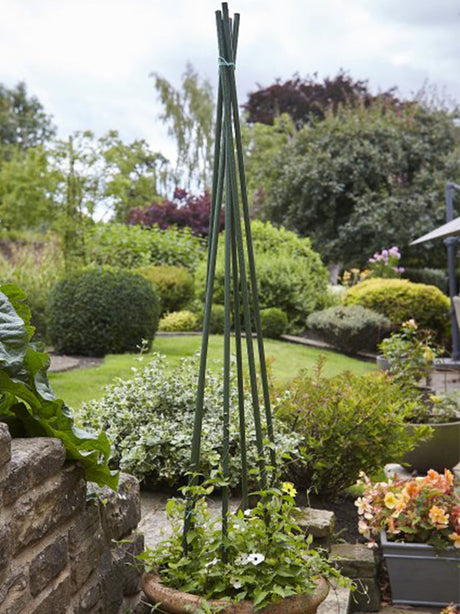 Image for Plant/Tomato Stakes