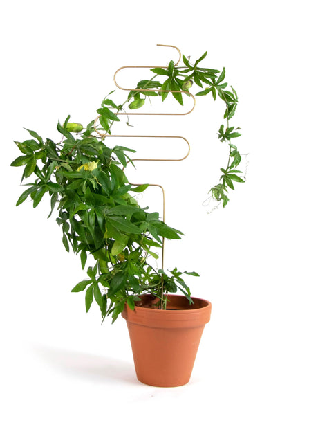 Image for Plant Climbing Supports