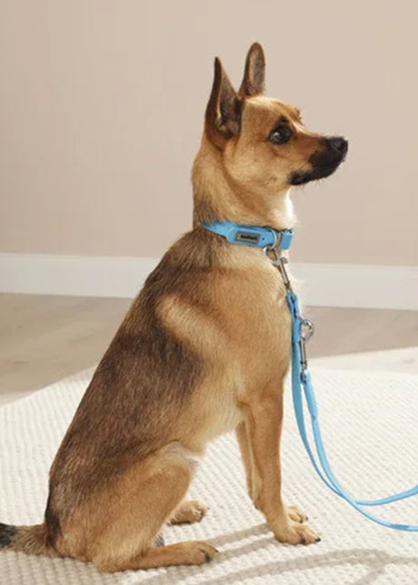Image for Dog Collar And Leash