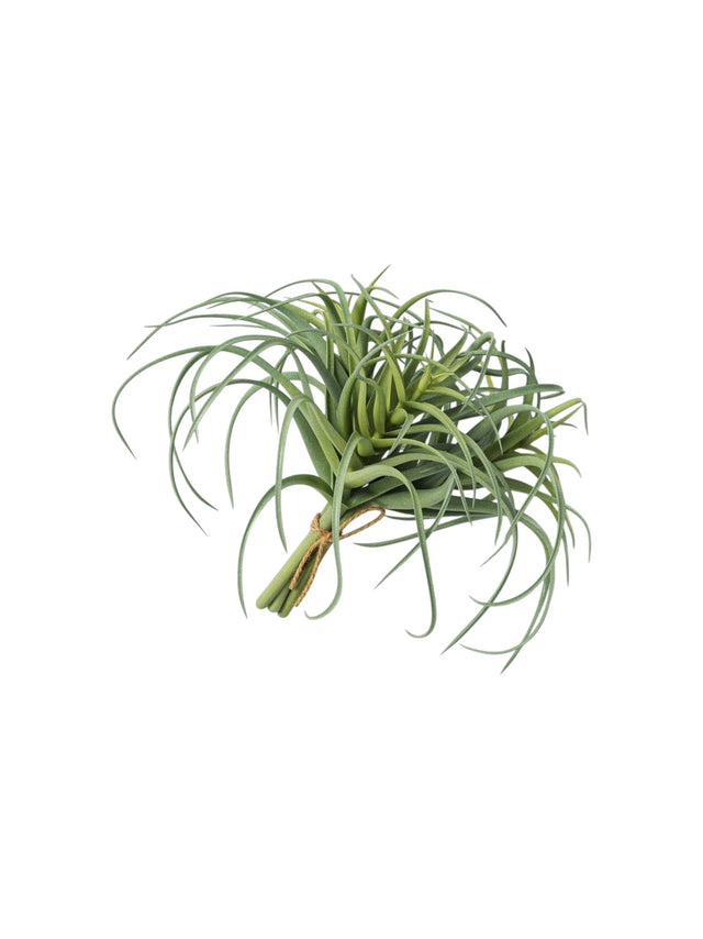 Image for Air Plant