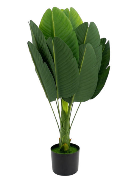 Image for Bird Of Paradise Plant