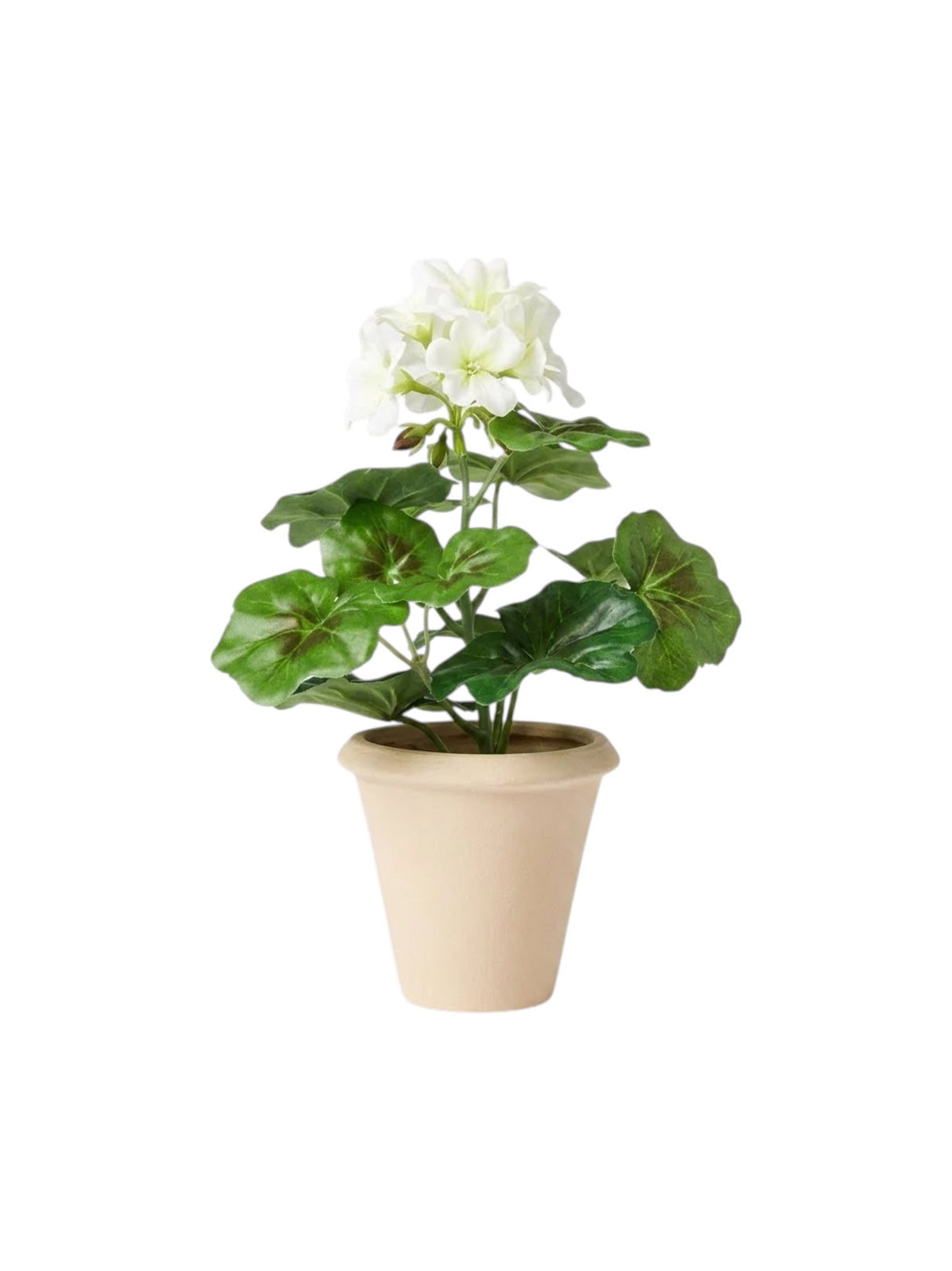 Image for Potted Arrangements