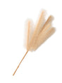 Image for Pampas Artificial Stem