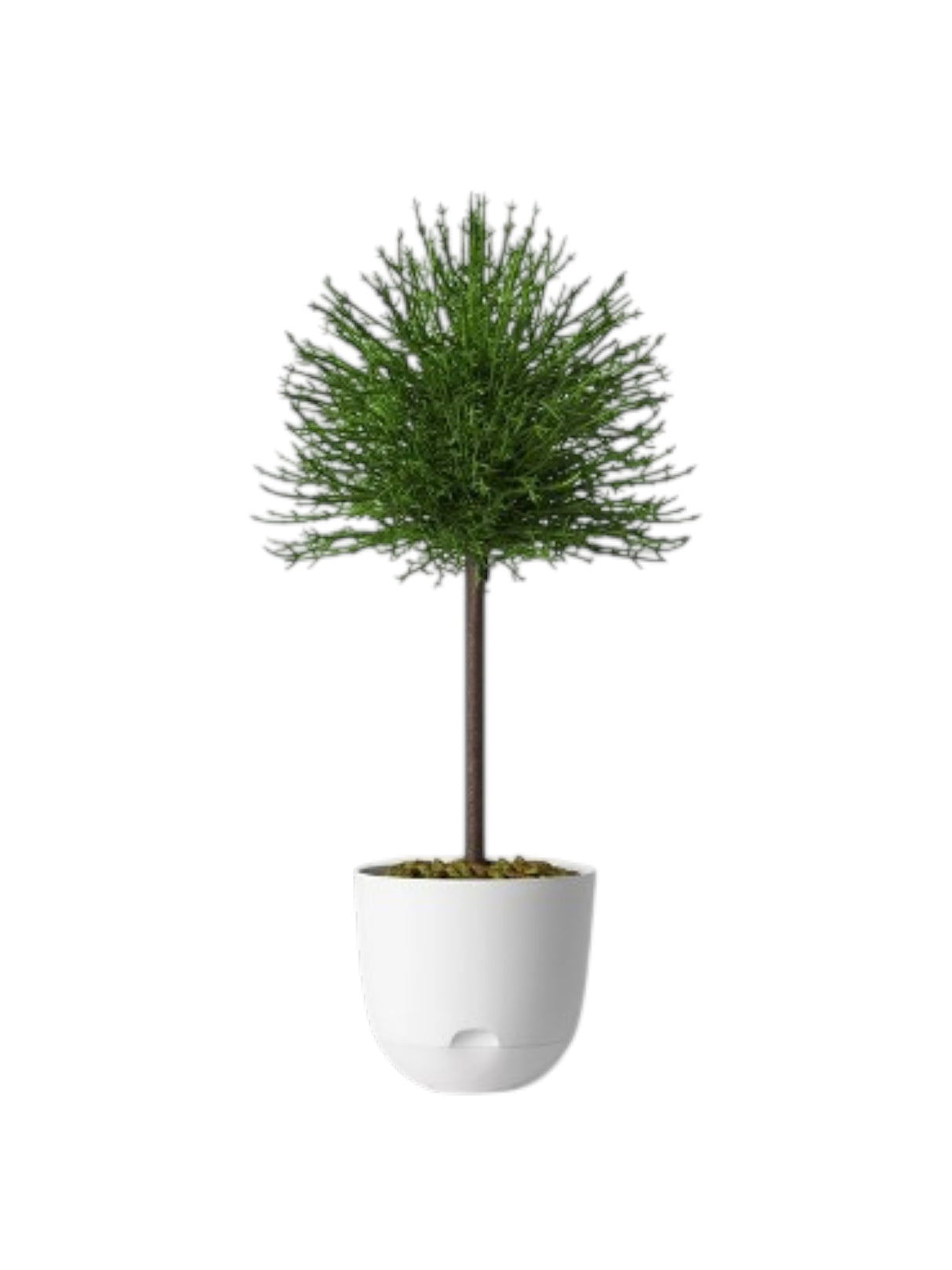 Planter Pot