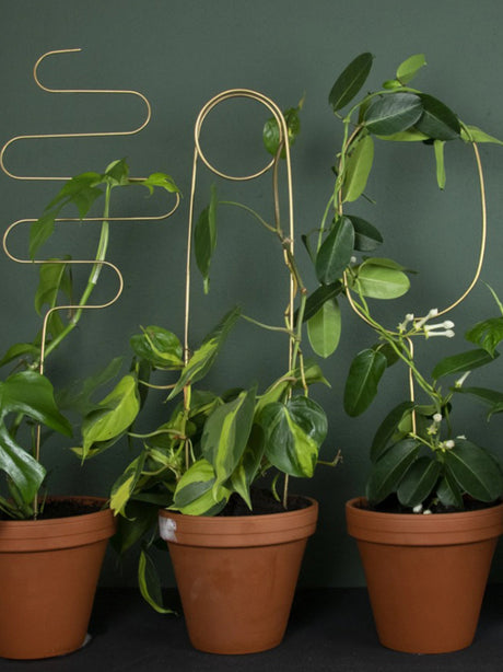 Plant Climbing Supports