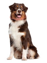 Led Dog Collar