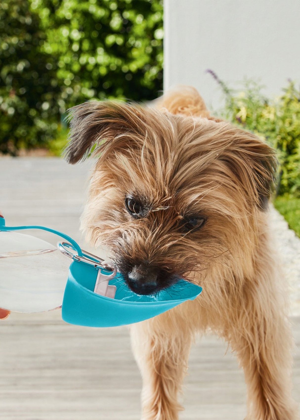 Dog Water Bottle