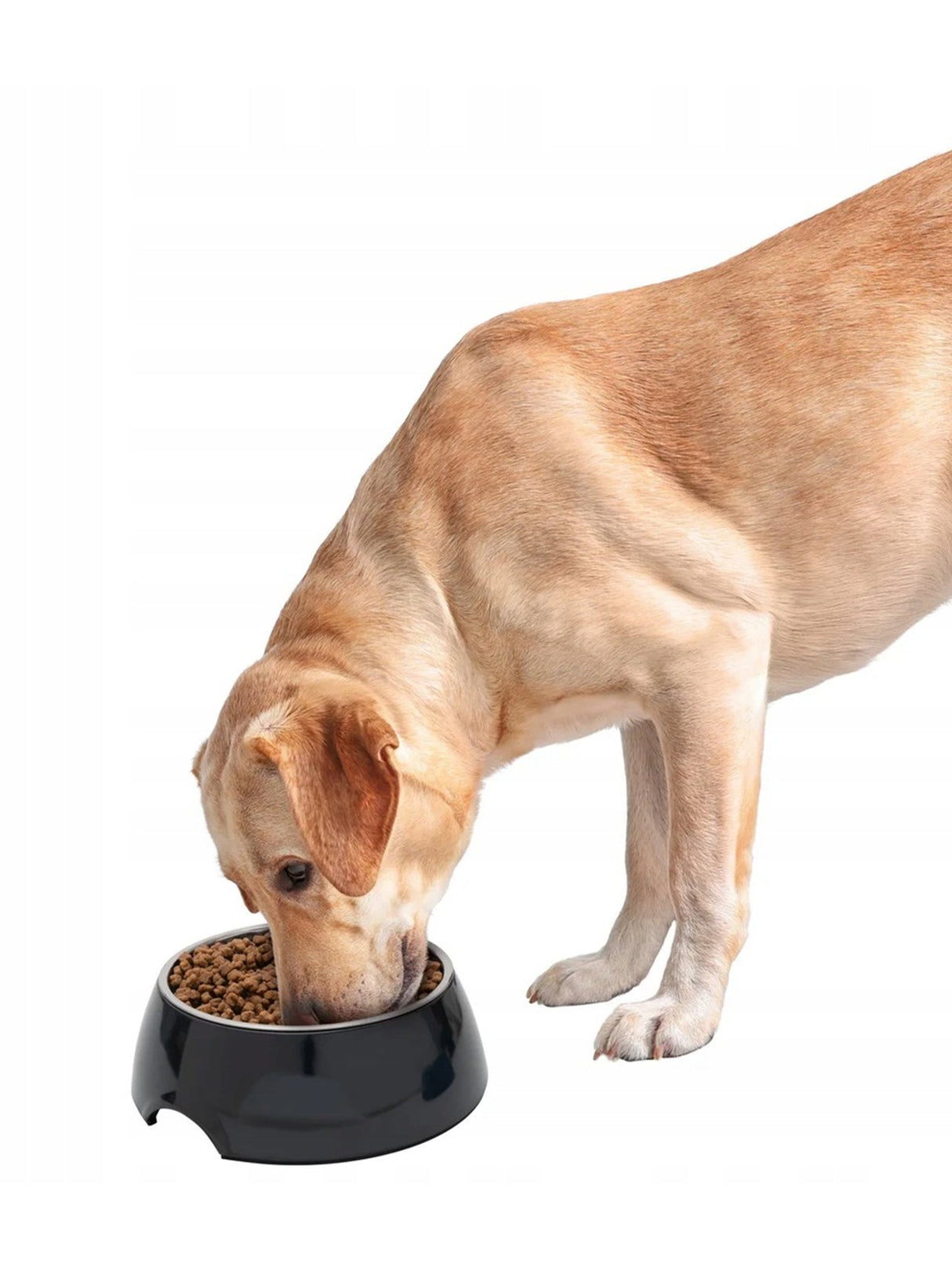 Bowl For Food Or Water