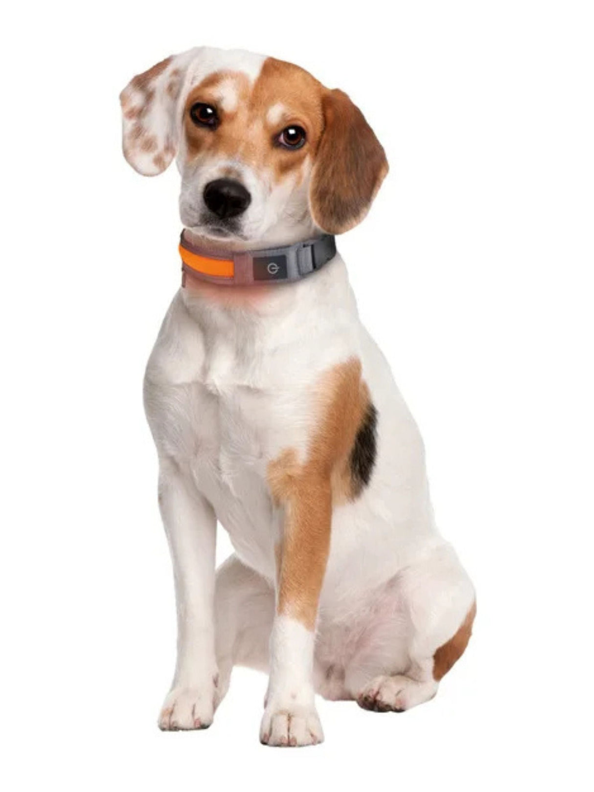 Led Dog Collar