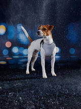 Dog Harness